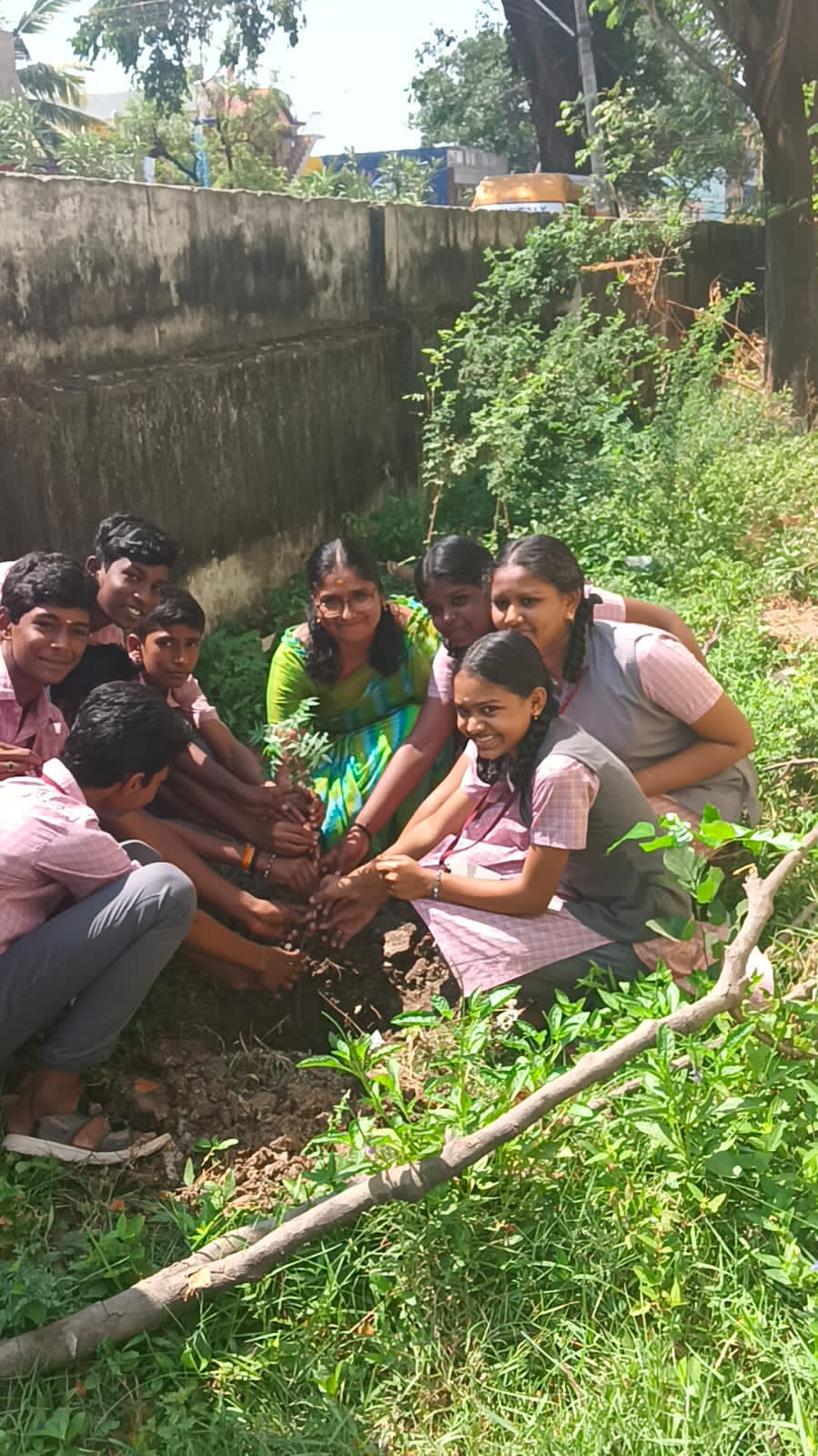 Tree Plantation